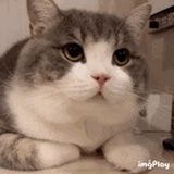 胜一