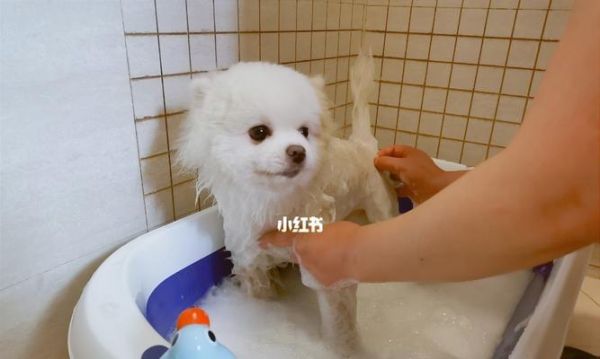 狗狗泡澡指南——如何让你的宠物洗得更健康