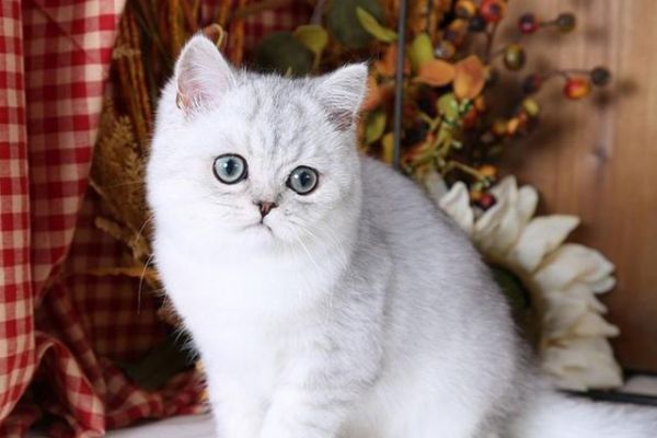 重视:养猫刁平易近不知道的宠物猫饲养技巧！