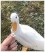 益阳宠物柯尔鸭养殖厂家报价