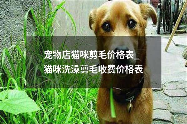 宠物店猫咪剪毛价格表_猫咪洗澡剪毛收费价格表