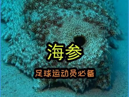 足球运动员最爱的动物！ #动物世界 #动物解说 #海参