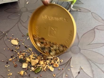 鹦鹉挑食怎么办，一給它放种子粮坚果它就掀盘子，饿死也不吃。目前7个月大还在吃奶粉+麻子#带标识合法鹦鹉 #和尚鹦鹉 #鸟宝宝 #手养鸟
