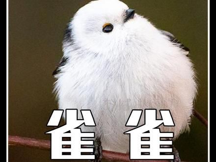 雀雀：你见过这样的小可爱吗？#神奇动物在抖音 #动物世界 #动物科普 #一代人有一代的动物世界 #动物解说