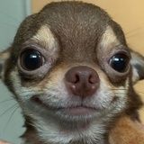 清蒸小元宝