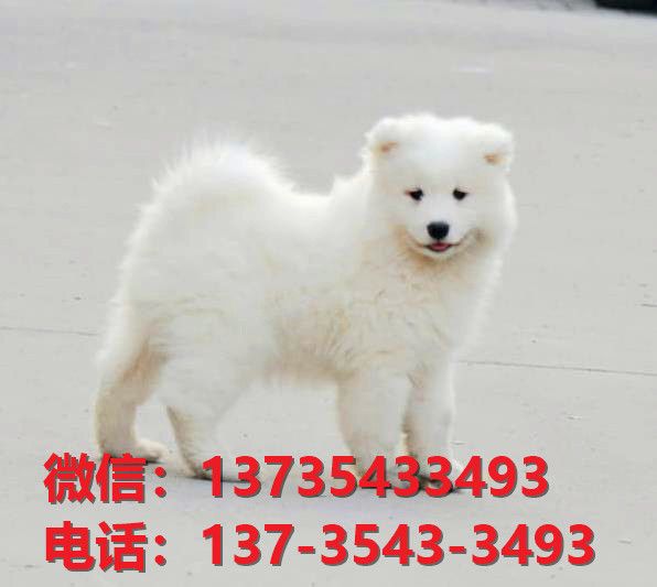 滨州宠物狗犬舍出售纯种萨摩耶犬网上卖狗买狗