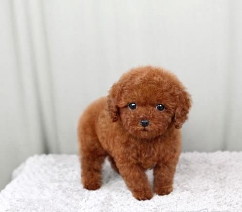 滨州宠物狗犬舍出售纯种泰迪犬 长不大宠物狗