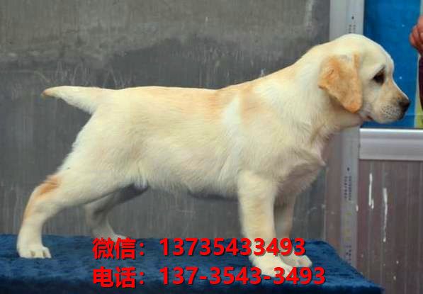 滨州宠物狗犬舍出售纯种拉布拉多犬网上卖狗买