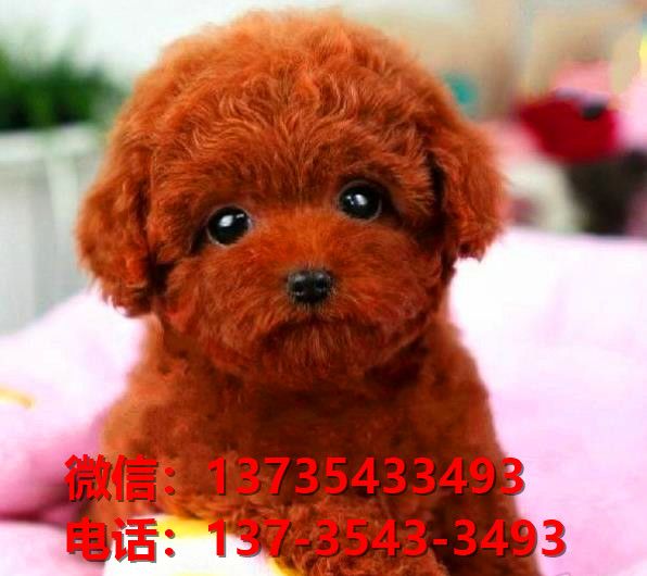 滨州宠物狗犬舍出售纯种贵宾犬网上卖狗买狗地