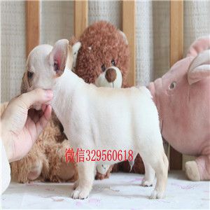 滨州出售纯种奶油色法国斗牛犬斗牛犬多少钱一