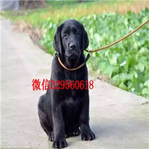 滨州出售纯种纯种拉布拉多幼犬黑色拉布拉多神