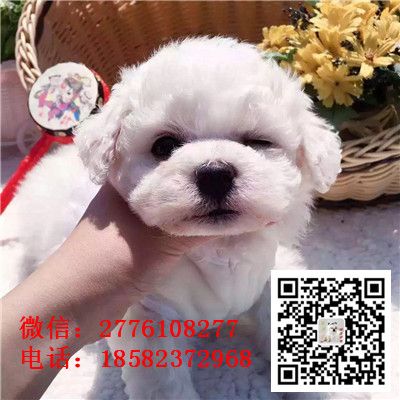 滨州哪里有纯种小体比熊犬卖 比熊哪里纯种健