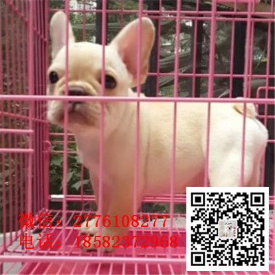 滨州哪里能买到法斗奶油色黑白花法牛法牛价格