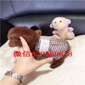 滨州哪里能买到灰色泰迪小体泰迪泰迪图片
