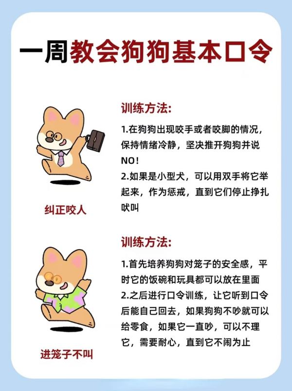 一周教会狗狗基本口令❗养狗必学❗。#狗狗#养狗经验分享#新手养狗#狗狗行为#狗狗日常