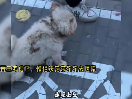 希望每只流浪狗都被人善待#流浪狗 #救助流浪狗 #狗狗 #流浪狗不再流浪