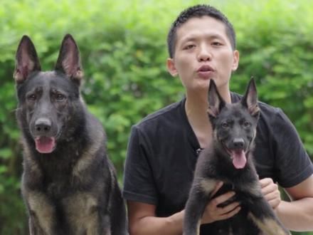刚到家的狗狗一定不能宠！ #东德牧羊犬 #狗狗 #东德幼犬 #养犬经验 #养犬知识