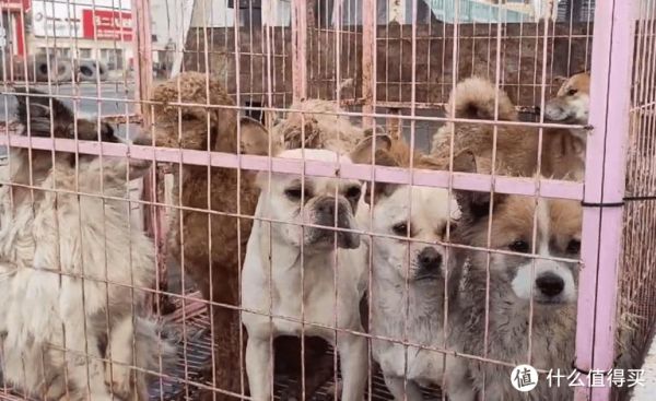 狗狗养殖的基本步骤