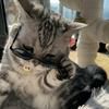 i猫猫鉴定猫猫