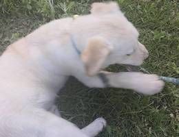 狗狗拉布拉多犬，男孩子，五个月...