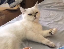 白色银点，如有线索请联系：洪女...