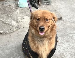 走丢的时候，脖子有绿色项圈眉毛...