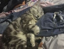 猫胆子小 有人说在乐清柳市一小...