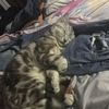 猫胆子小 有人说在乐清柳市一小...