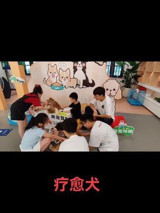开心萌宠乐园~宠物疗愈基地:#疗愈犬 #动物疗愈#萌娃和萌宠#撸狗 陪伴是最长情的告白