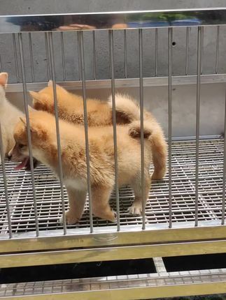 开心萌宠乐园~宠物疗愈基地:优惠出小八嘎,#我的农场生活 #绿色养殖 #生态农场