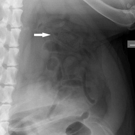 Endoscope-Technology-For-Small-Animals.jpg