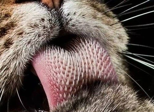 猫为什么总是舔自己的毛?原来有这7个作用