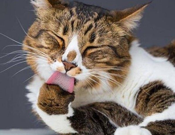 猫为什么总是舔自己的毛?原来有这7个作用