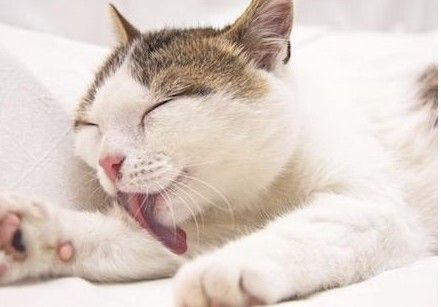 猫为什么总是舔自己的毛?原来有这7个作用