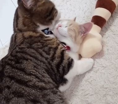 猫为什么总是舔自己的毛?原来有这7个作用