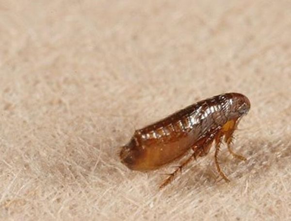 猫为什么总是舔自己的毛?原来有这7个作用