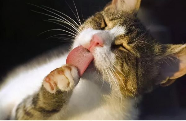 猫为什么总是舔自己的毛?原来有这7个作用