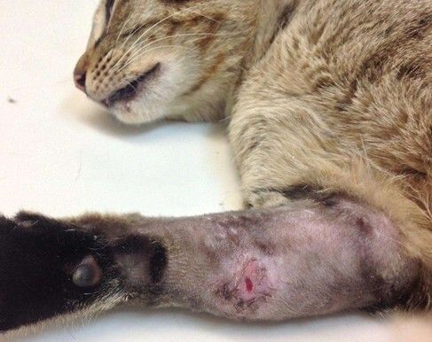 猫为什么总是舔自己的毛?原来有这7个作用