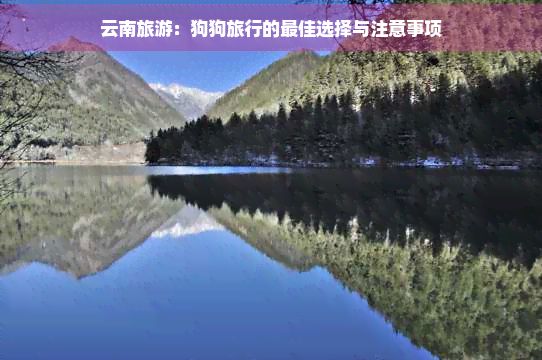 云南旅游：狗狗旅行的更佳选择与注意事项