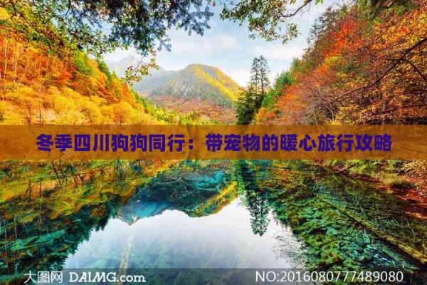 冬季四川狗狗同行：带宠物的暖心旅行攻略