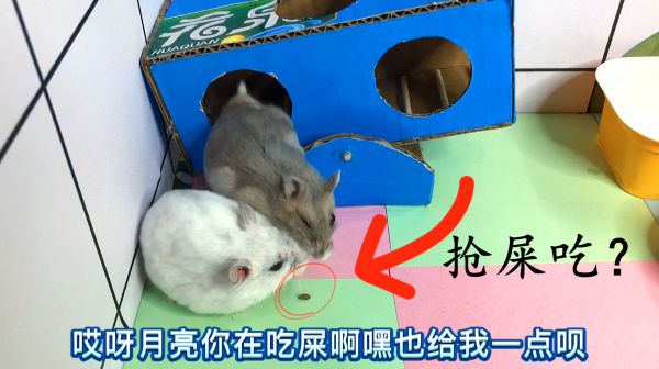 仓鼠饿了真的啥都吃，熊大和月亮到底在抢什么吃呢？