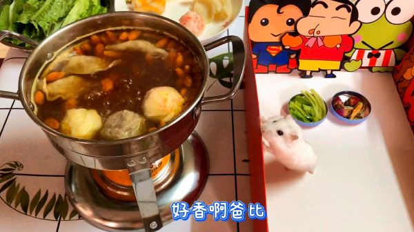 铲屎官打火锅，不小心把仓鼠当食材，最后鼠鼠的表情亮了