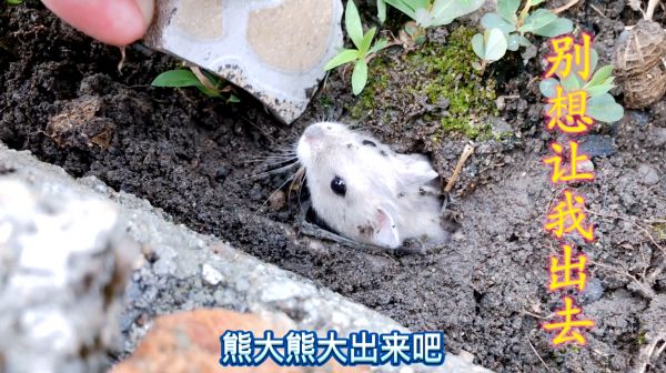 仓鼠第一次去野外玩，把花园当家了，怎么也不出来