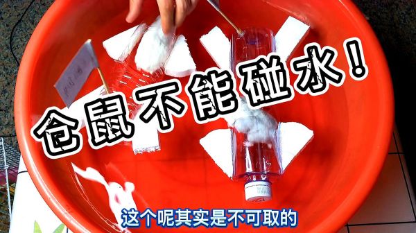 仓鼠不能碰水，如何才能玩水上运动，铲屎官一招解决