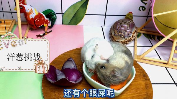 主人给仓鼠吃洋葱，星星还没吃就流眼泪了，熊大马上帮忙舔毛