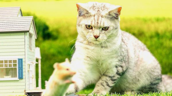 仓鼠冲破内心的恐惧，居然和猫成了好朋友，还有人说要磕猫鼠cp？