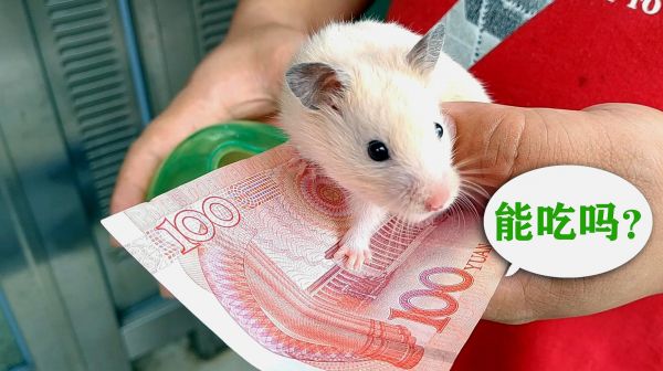 主人带小仓鼠去银行取钱，给小仓鼠100元买零食，小仓鼠不要