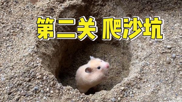 小仓鼠历险记，主人把小仓鼠丢进沙坑里，小仓鼠能爬出沙坑吗？
