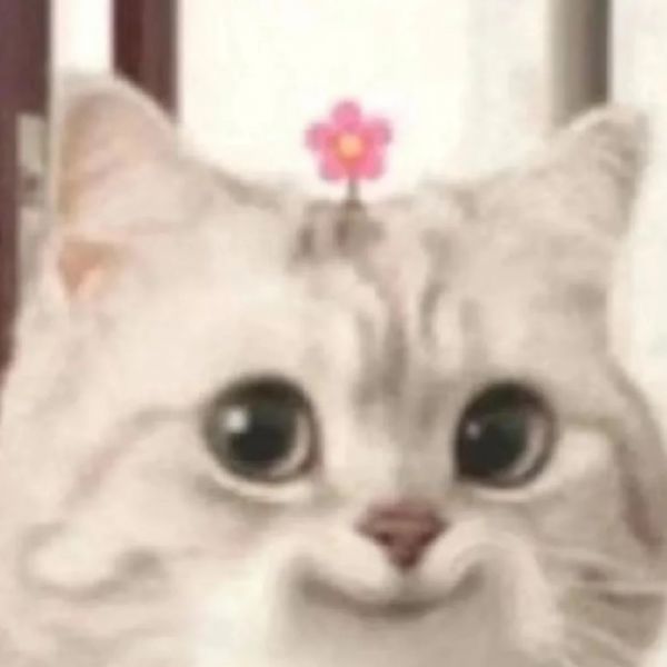 养猫实用攻略