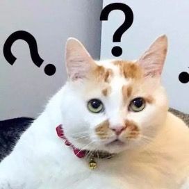 猫的冷知识
